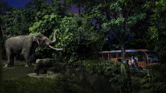 Eine Familie mit zwei Kindern, die in der Night Safari einen Babyelefanten  beobachten.