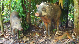 Wildschweine bei Chek Jawa