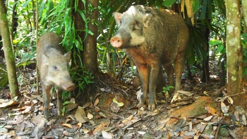 Wildschweine bei Chek Jawa