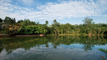 Swan Lake in Singapore Botanic Gardens