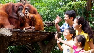 シンガポール動物園のオラウータンにあいさつする4人家族