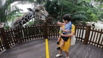 싱가포르 동물원에서 기린에게 먹이를 주고 있는 소년의 와이드 샷