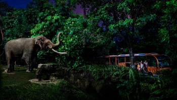 나이트 사파리 싱가포르의 사파리 트램 어드벤처에서 코끼리를 가까이에서 만나보세요.