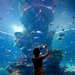 Man taking picture of marine life at S.E.A Aquarium™