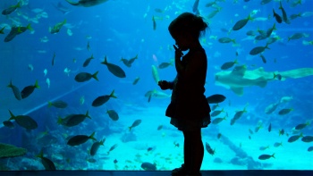 Từ những chú cá mập nguy hiểm cho đến các loài sinh vật đang có nguy cơ tuyệt chủng, thủy cung S.E.A. Aquarium ở Singapore mang đến cho mọi người sự thích thú mà không nơi đâu có được.
