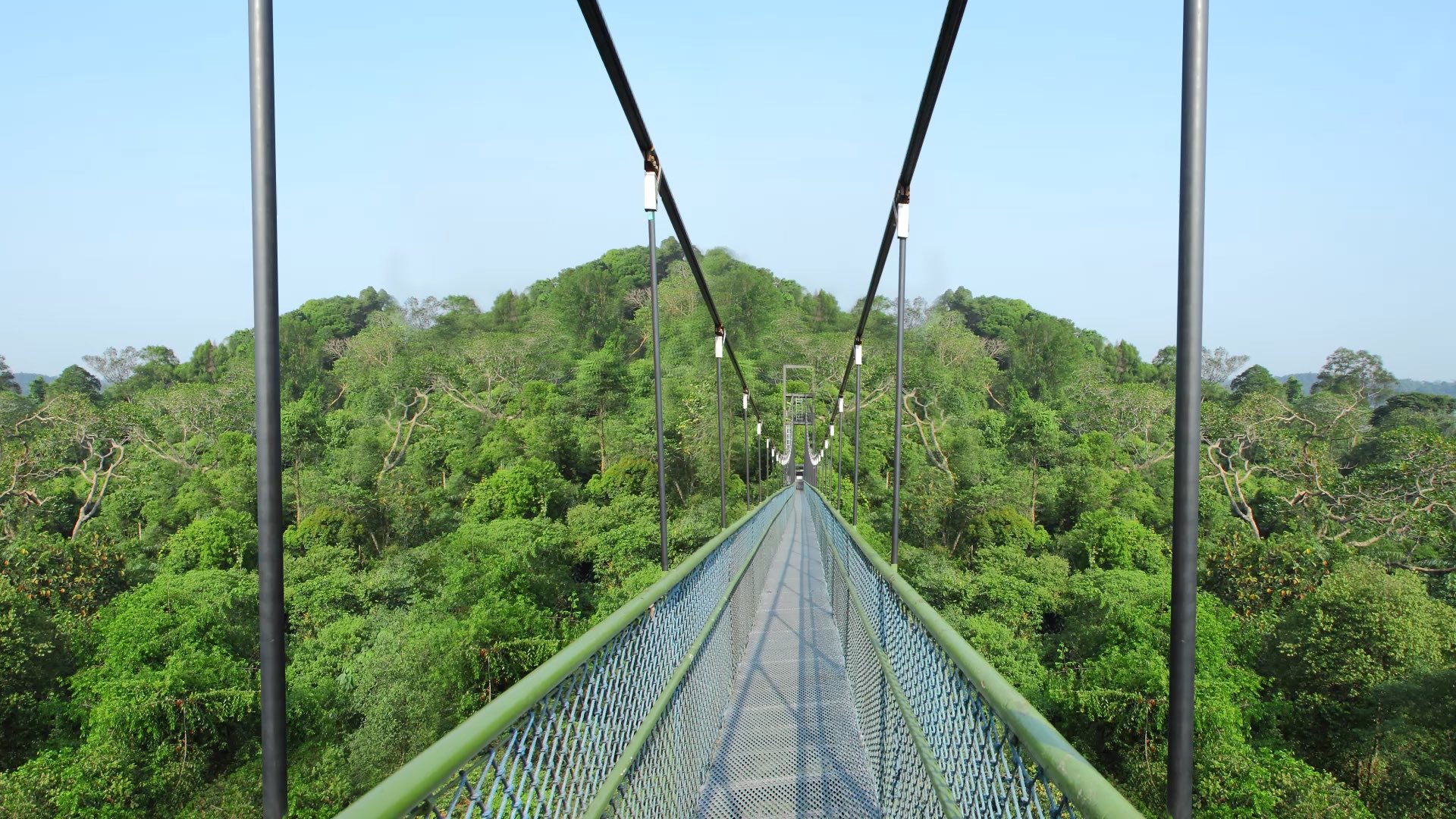 MacRitchie TreeTop Walk