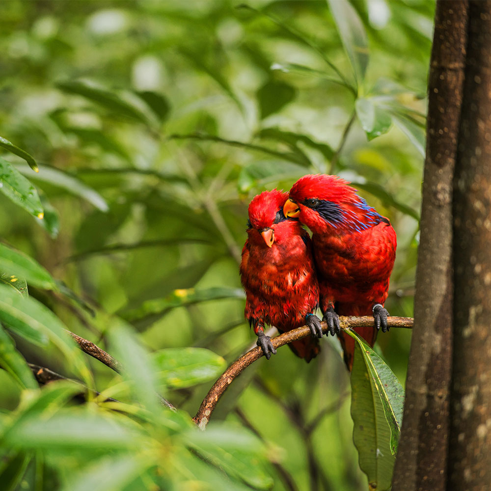 Nature & Wildlife - Visit Singapore Site