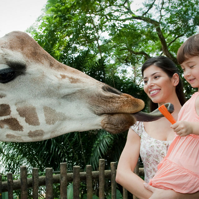 Singapore Zoo - Visit Singapore Official Site