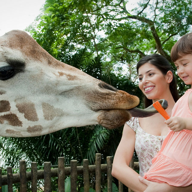 Singapore Zoo - Visit Singapore Official Site Singapore Zoo - Visit Singapore Official Site