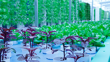Indoor hydroponic farm in Singapore, growing vibrant greens to support sustainable catering and reduce food waste.