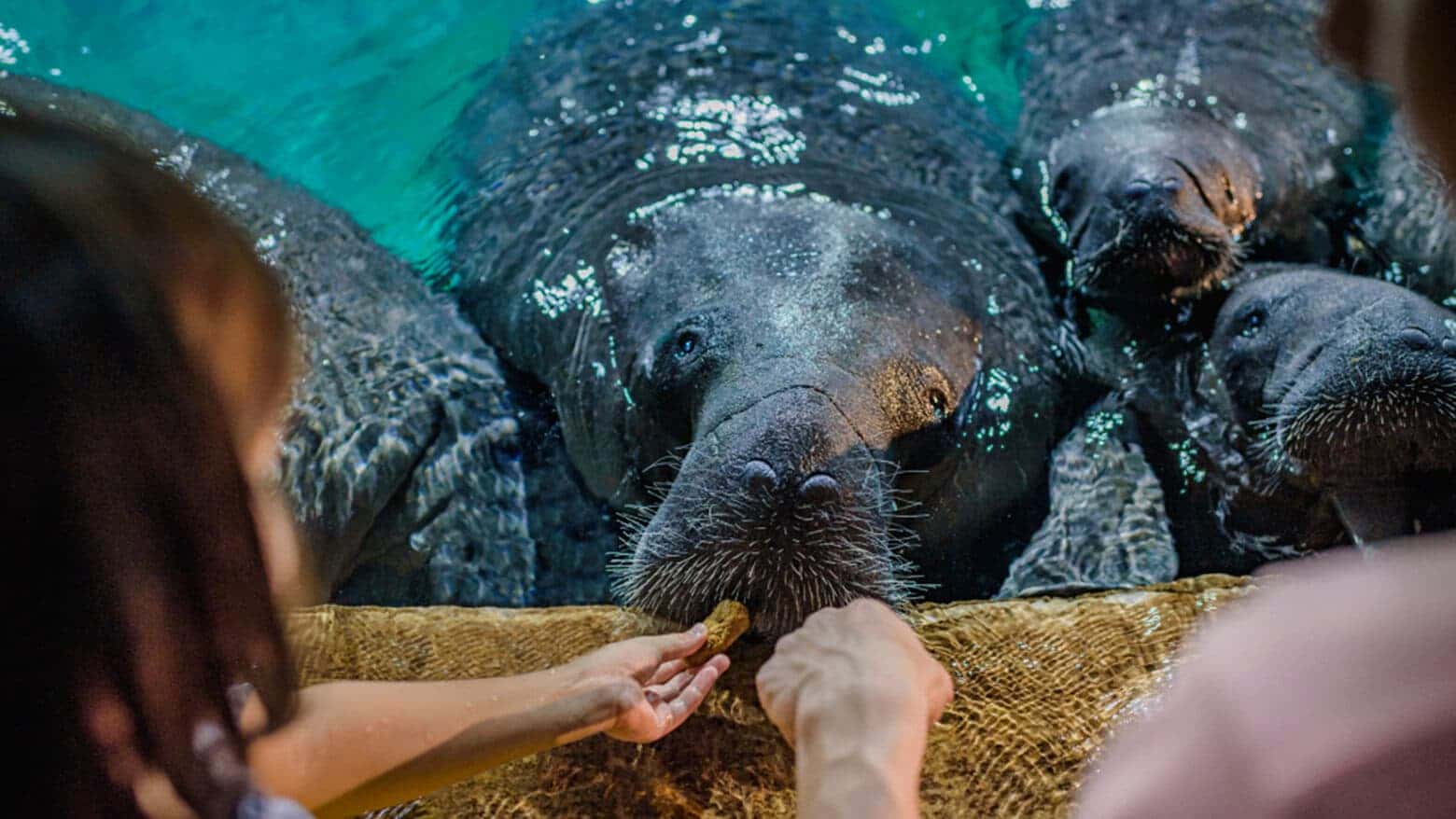 Elephant seals at Mandai Wildlife Reserve