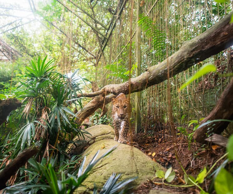 Spectacular sight of Leopard at Singapore zoo