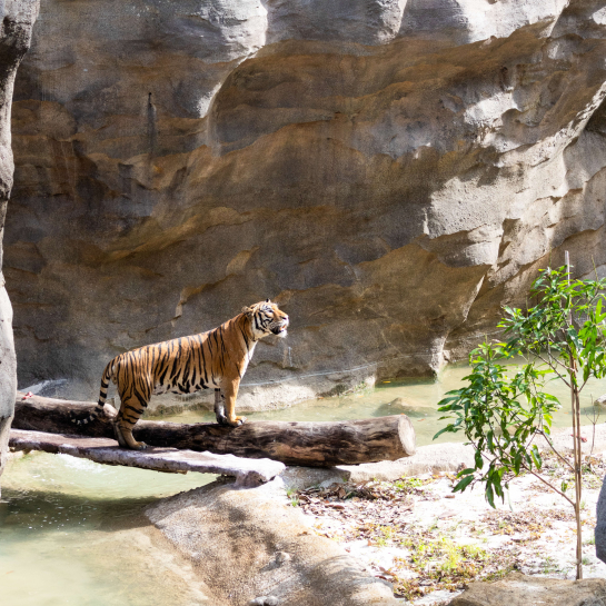 Mandai Rainforest WIld Asia 