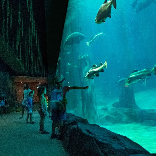 Explore Marine Wildlife at River Wonders