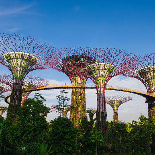 Gardens by the Bay Supertree Grove