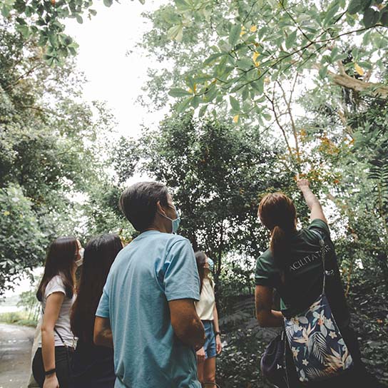 Exotic Bird watching at Sentosa island