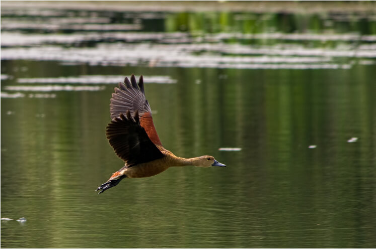 Bird Fly Serene Kranji Marshes