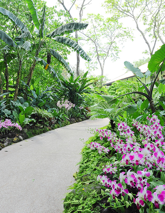 National Orchid Gardens in Singapore