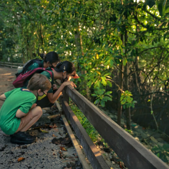 Walk at Singapore's reflective mangrove rambling