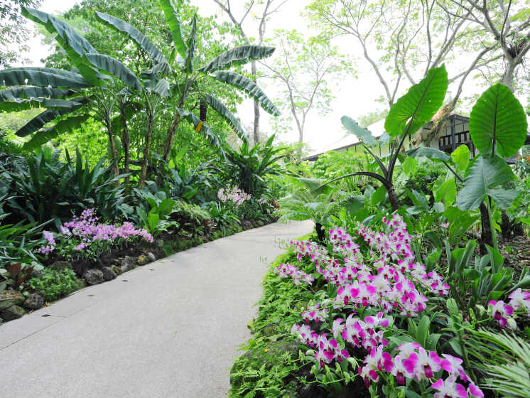 National Orchid Garden, the largest orchid display