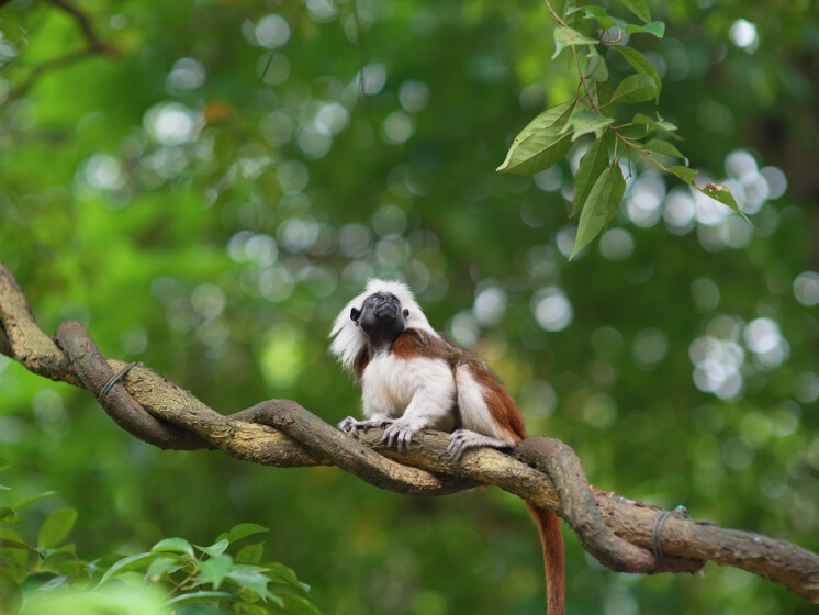 'Mandai', a world class flora & fauna attractions