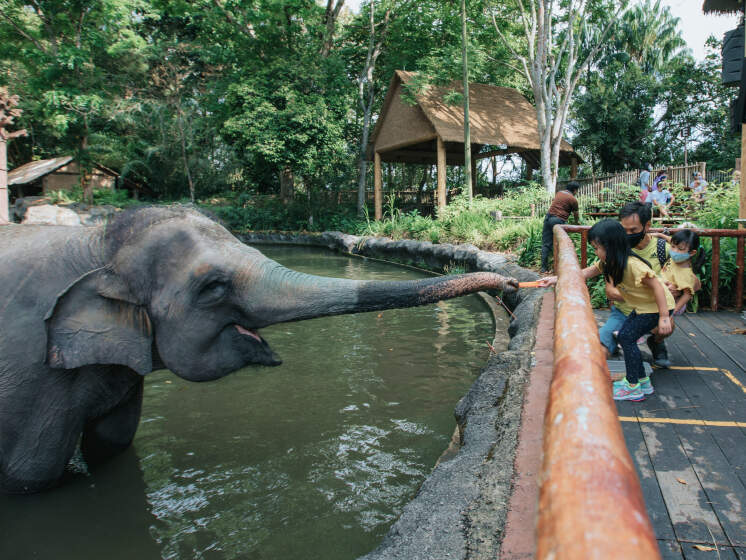 Singapore Zoo, an award winning wildlife park