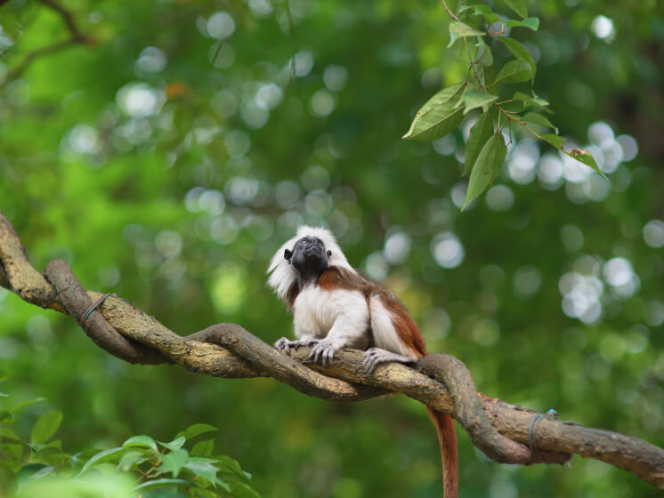 'Mandai', a world class flora & fauna attractions