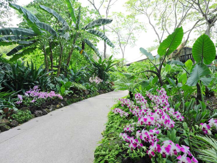 National Orchid Garden, the largest orchid display