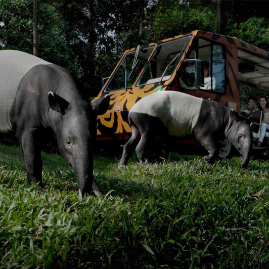 Night Safari Singapore