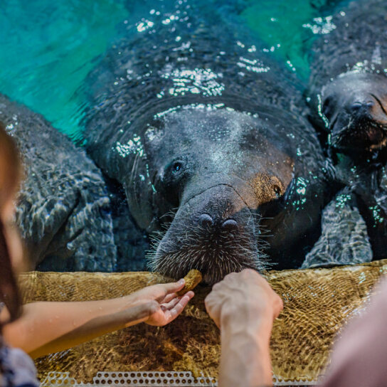 River Wonders, a river themed zoo and aquarium