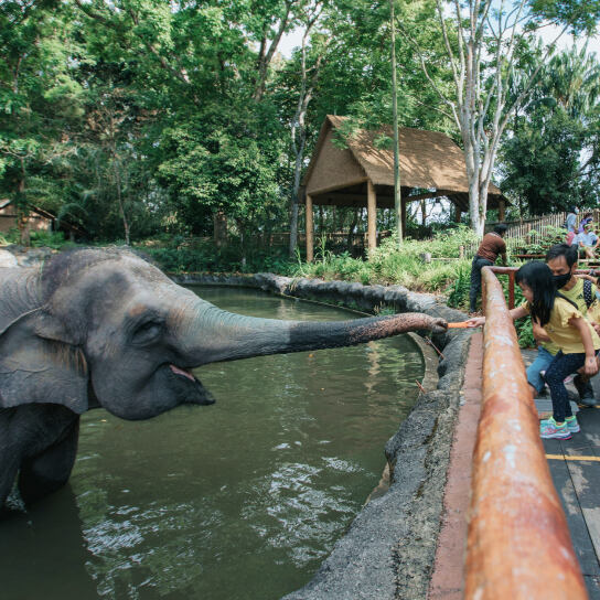 Singapore Zoo's unique open setting