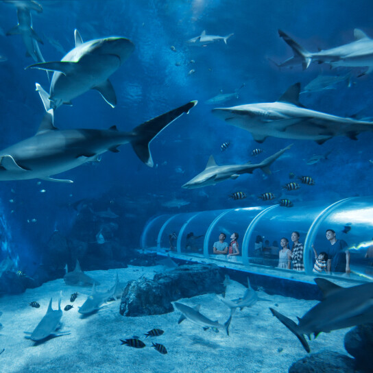 Breathtaking view of SEA Aquarium