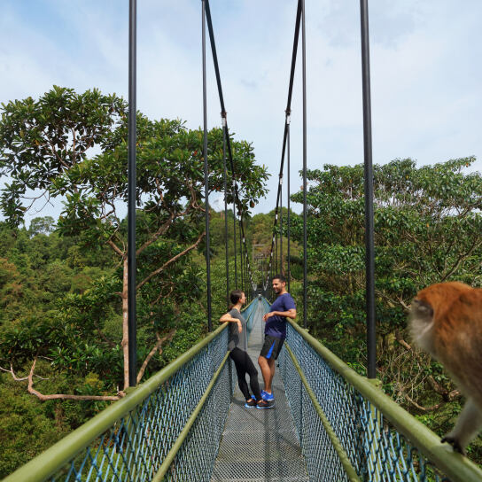 treetop walk at Macritchie Nature Trail & Reservoir Park