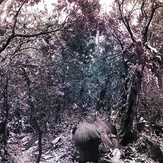 Black and white foggy seeing forest with a glowing center
