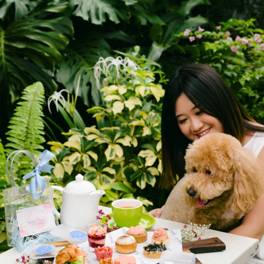 Race to the PAW-Dium