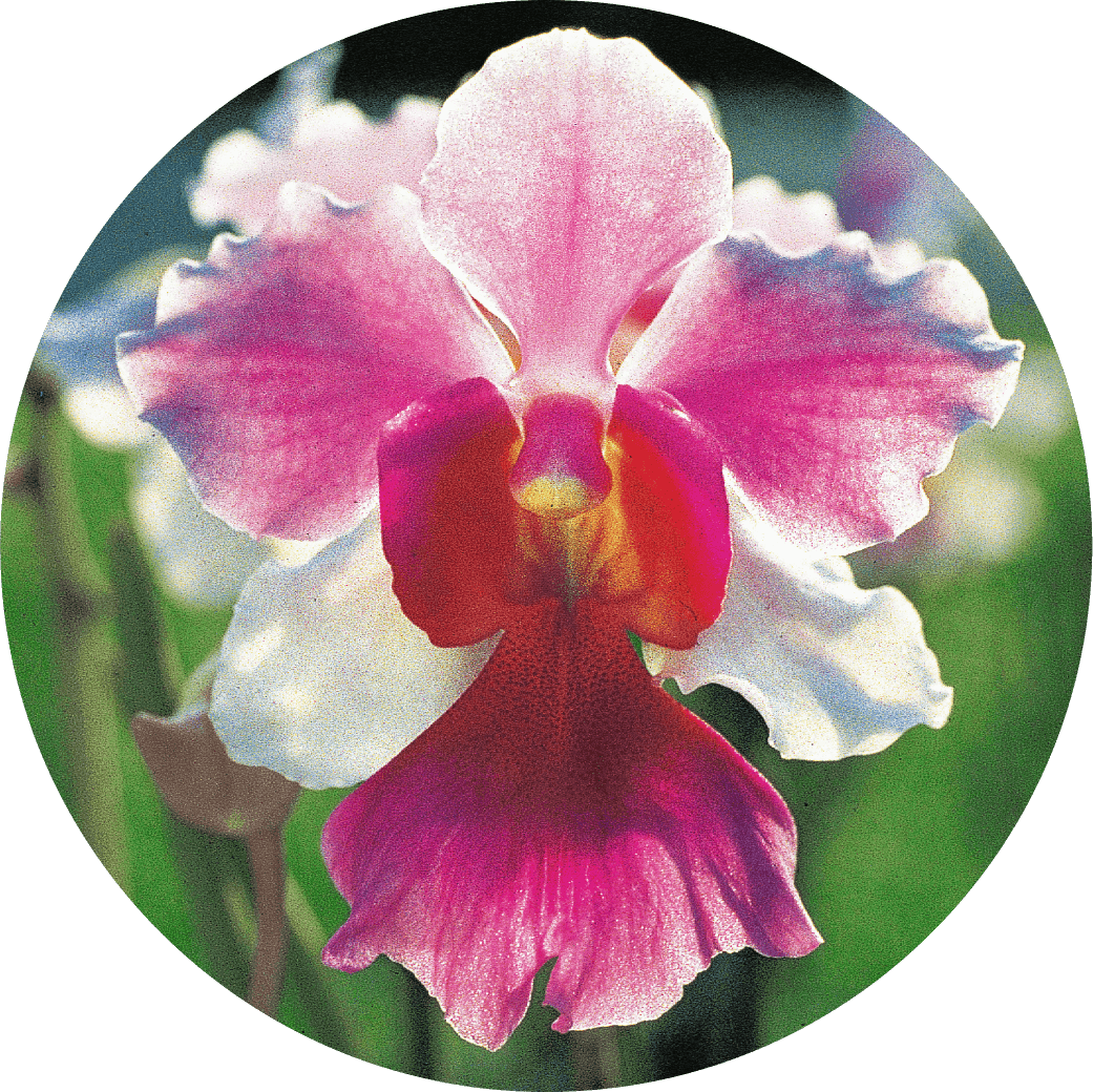 Vanda Miss Joaquim - National Flower of Singapore