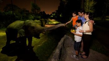 Eine Familie mit zwei Kindern, die in der Night Safari einen Babyelefanten beobachten. 