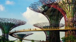 A ground up view of the OCBC Skywalk at SuperTree Grove at Gardens By The Bay Singapore