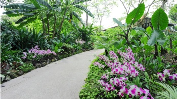 Ein Spazierpfad in den Singapore Botanic Gardens.