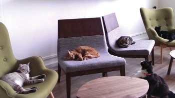 Katzen räkeln sich auf Stühlen im Café Neko No Niwa. 