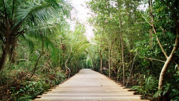 Ein Wanderweg in den Kranji Marshes 