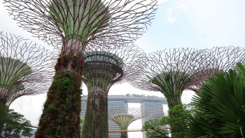 Blick auf Gardens by the Bay vom Boden aus 