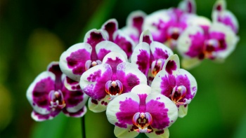 Nahaufnahme von Orchideen im National Orchid Garden (Nationaler Orchideengarten) des Botanischen Gartens von Singapur