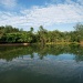 Swan Lake in den Singapore Botanic Gardens