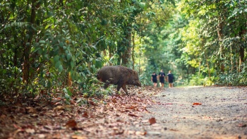 Wildschwein auf Pulau Ubin, Singapur