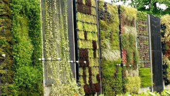 Eine mit Pflanzen bewachsene Wand im HortPark. 
