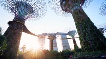 Weitwinkelaufnahme des Supertree Grove in den Gardens by the Bay