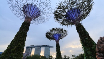 Der Supertree Grove in den Gardens by the Bay von unten gesehen