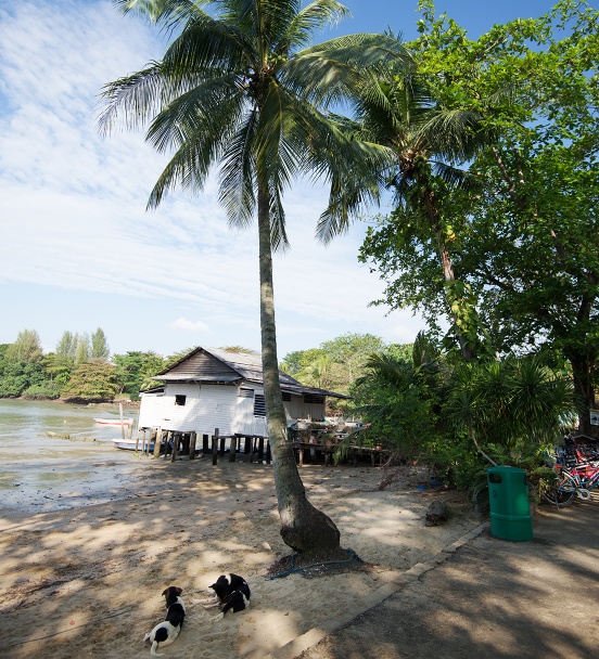 Natur in Pulau Ubin