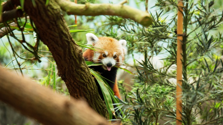 Ein roter Panda, der durch Laub späht